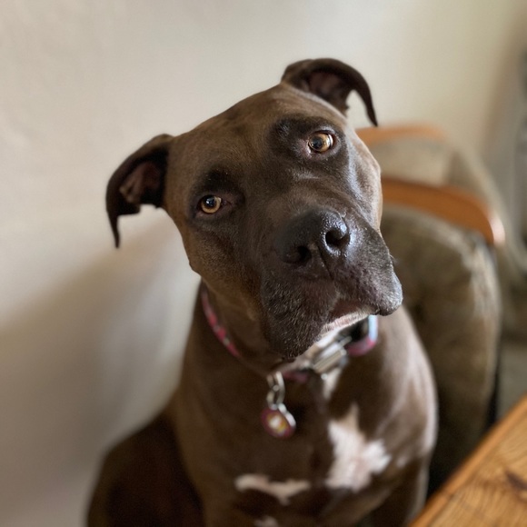 Meet your Posher, Karli - Picture 3 of 3